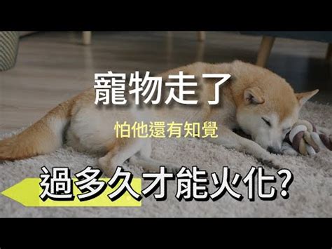 狗狗死亡處理|【寵物離世】別慌！瞭解4大禁忌/處理方式/火化費用 與牠體面告別